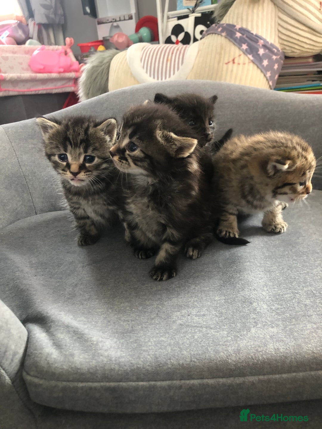 Bengal cats for sale: Kittens for sale  in Maesteg - Image 13