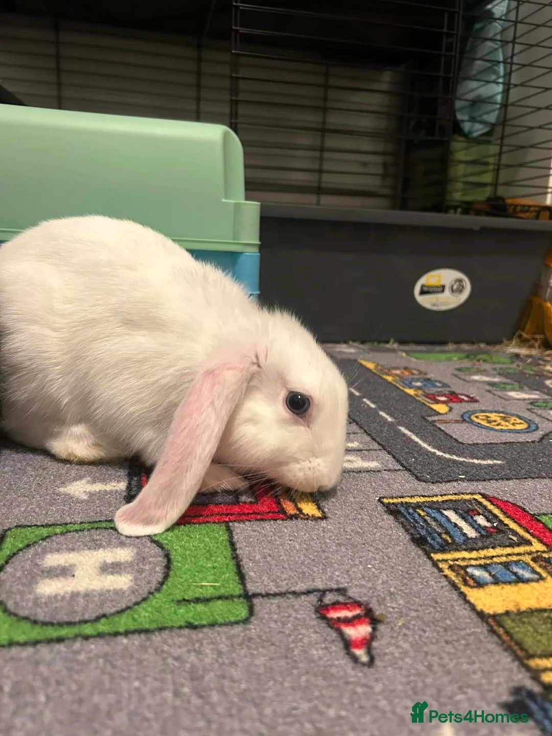 Mixed Breed rabbits for sale: Bunny brothers in London - Advert 2