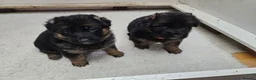 German Shepherd dogs for sale: German shepherd puppies - Advert 17