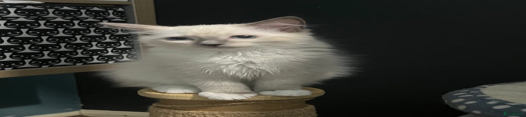 Ragdoll Kitten 1