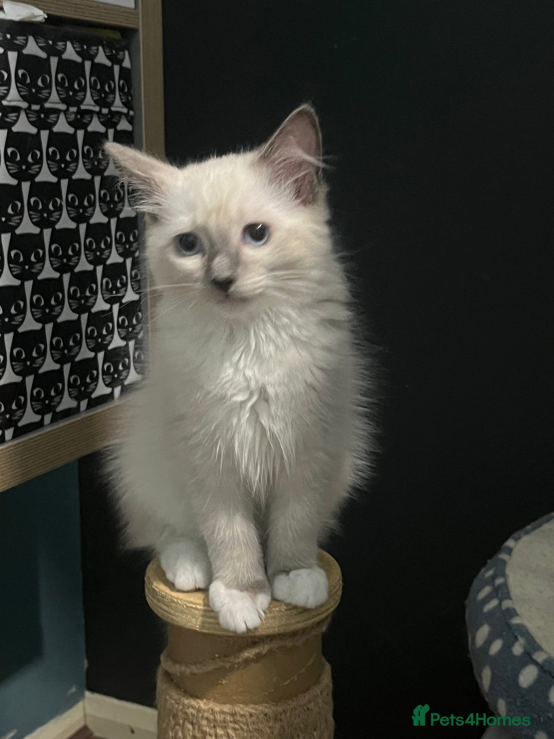 Ragdoll cats for sale: GCCF Ragdoll kittens ready now - Image 6