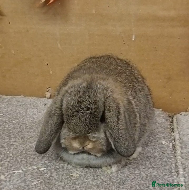 Mini Lop rabbits Gorgeous mini lop babies - Advert 7