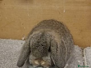 Mini Lop rabbits Gorgeous mini lop babies - Advert 3