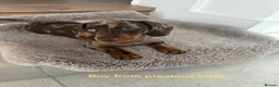 Dachshund dogs for sale: KC miniature smooth haired DNA tested dachshunds  - Advert 27