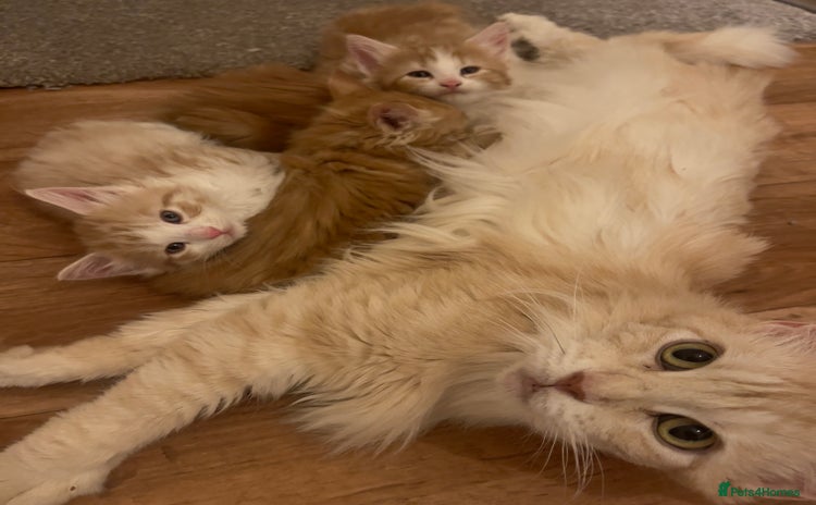 Mixed Breed cats 5 Fluffy Half Maine Coon kittens - Advert 1