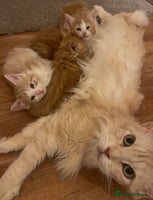 Mixed Breed cats Fluffy Half Maine Coon - Advert 8