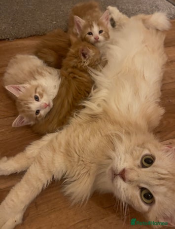 Mixed Breed cats 5 Fluffy Half Maine Coon kittens - Advert 1