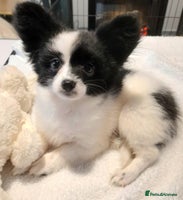 Mixed Breed dogs Adorable chion puppies - Advert 4