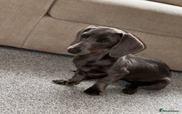 Miniature Dachshund dogs for sale: Blue Minanture dachshund  - Image 3