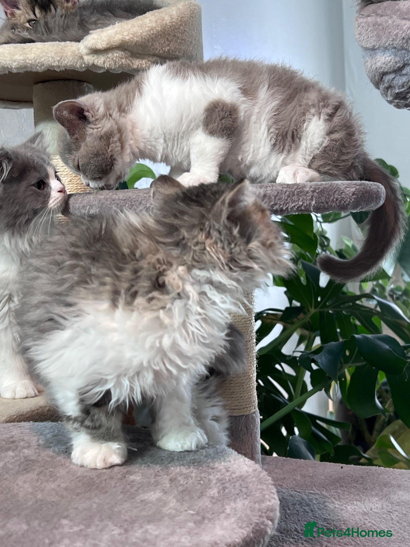 Selkirk Rex cats Gorgeous Selkirk rex kittens 😻 - Advert 2