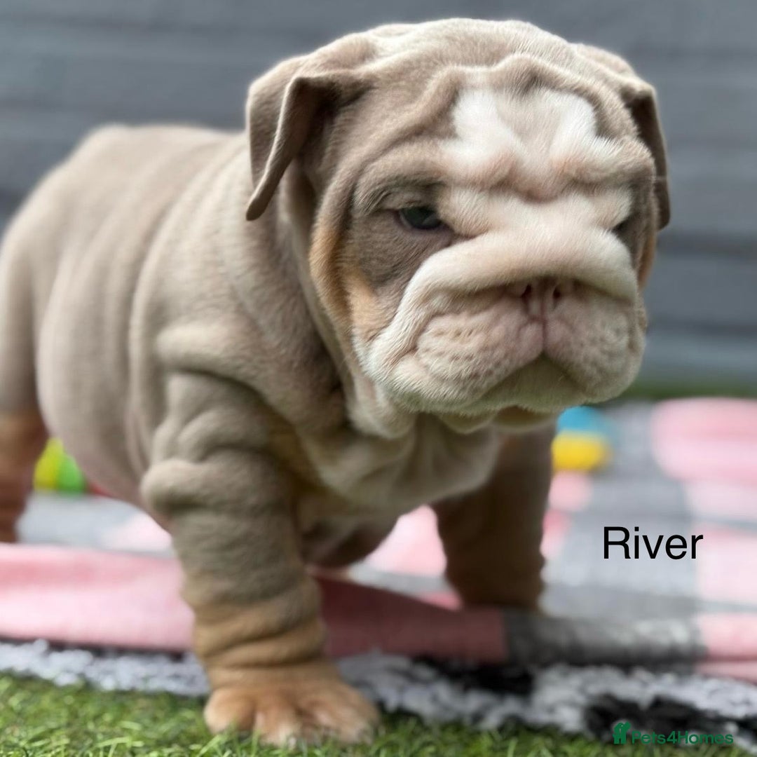 English Bulldog dogs for sale: Outstanding English bulldog puppies - Image 28
