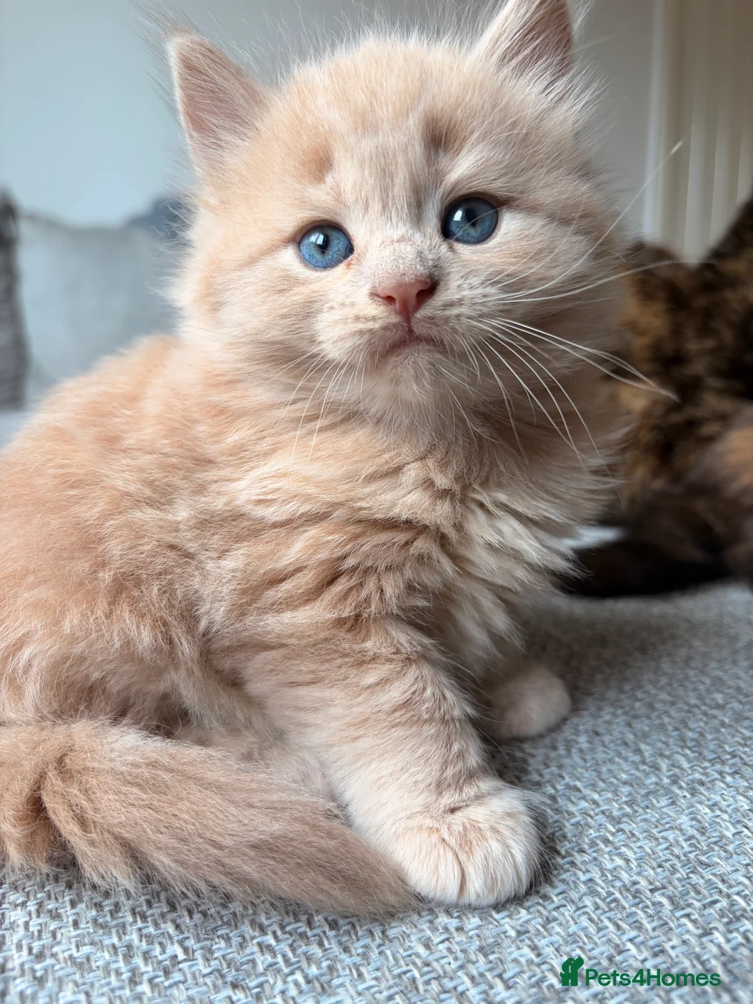 British Shorthair cats for sale: Beautiful BSH X Maine coon babies - Advert 33