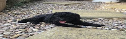 Cavapoo dogs for sale: Adorable litter of Cavapoos *READY NOW* - Advert 13