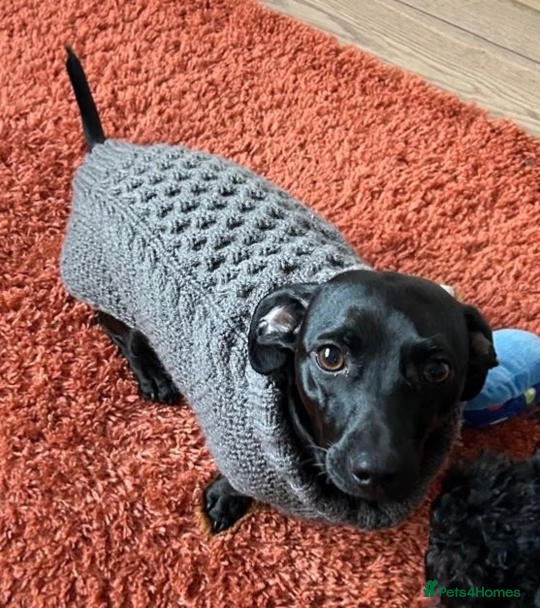 Mixed Breed dogs for sale: Daschund looking for cuddles! - Advert 2