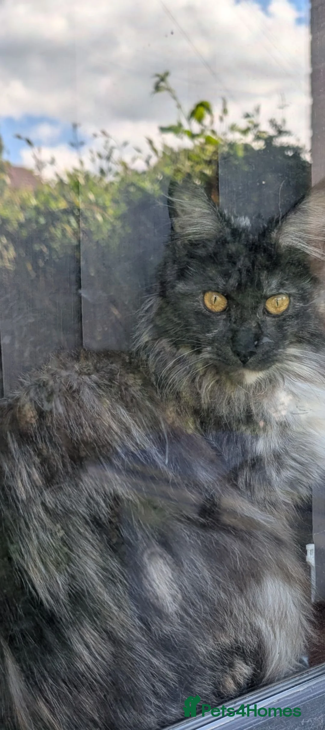 Maine Coon cats for sale: 1 year old black smoke Maine coon female - Advert 2