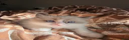 Ragdoll cats for sale: Purebred Ragdoll Kittens in Leigh - Advert 8