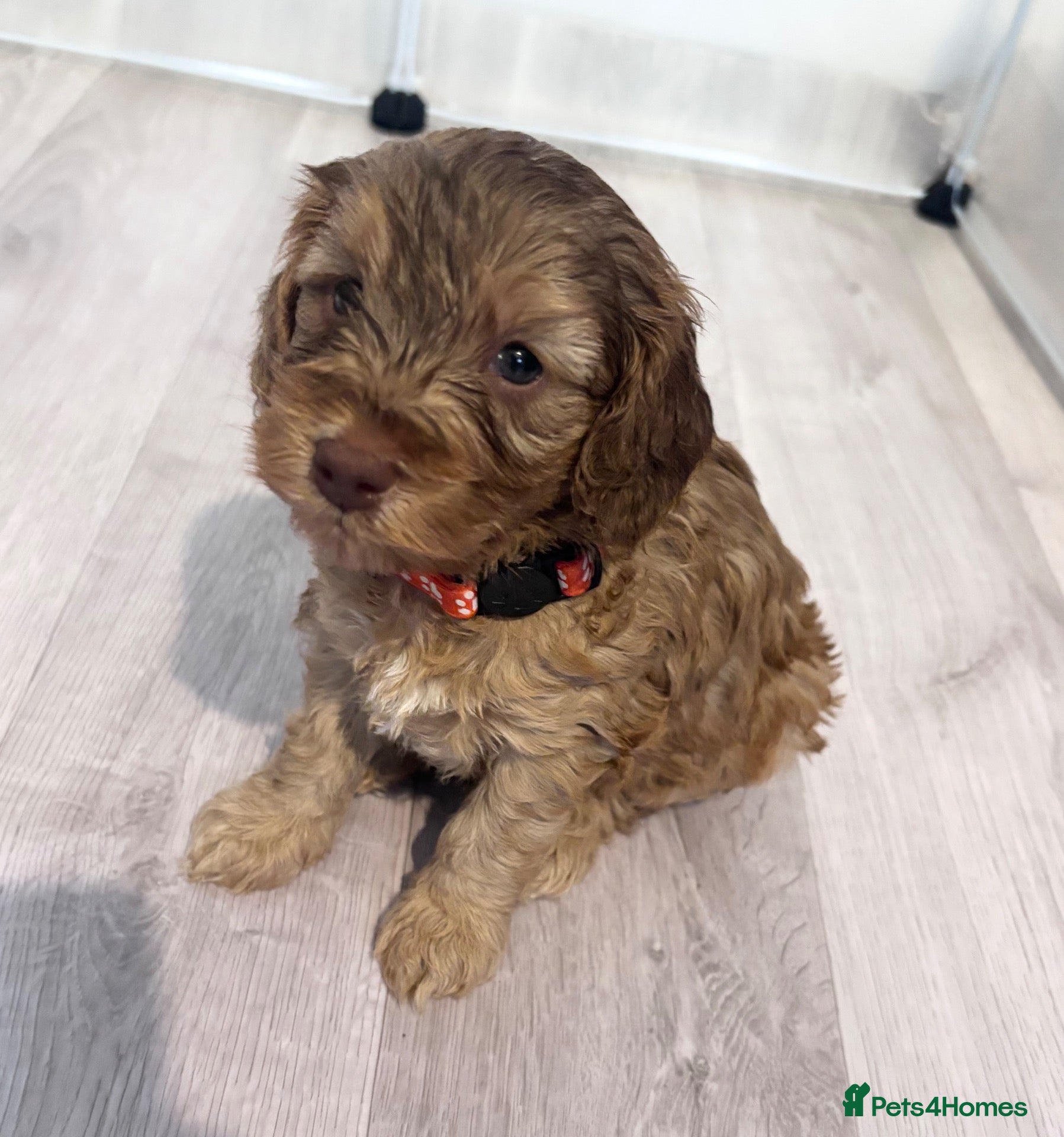 Cockapoo dogs FINAL 2! Toy F2 Cockapoo Pup-fully health tested - Advert 2