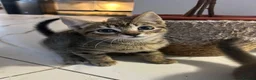 Mixed Breed cats for sale: Kittens ready for their forever homes! - Advert 17