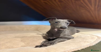 Whippet dogs - Advert 4