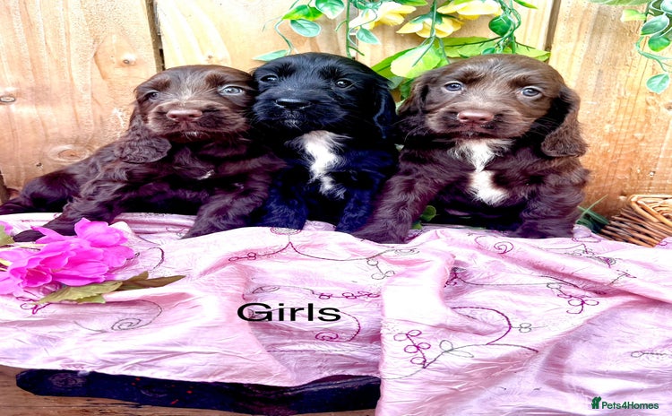 Sprocker dogs - Advert 12