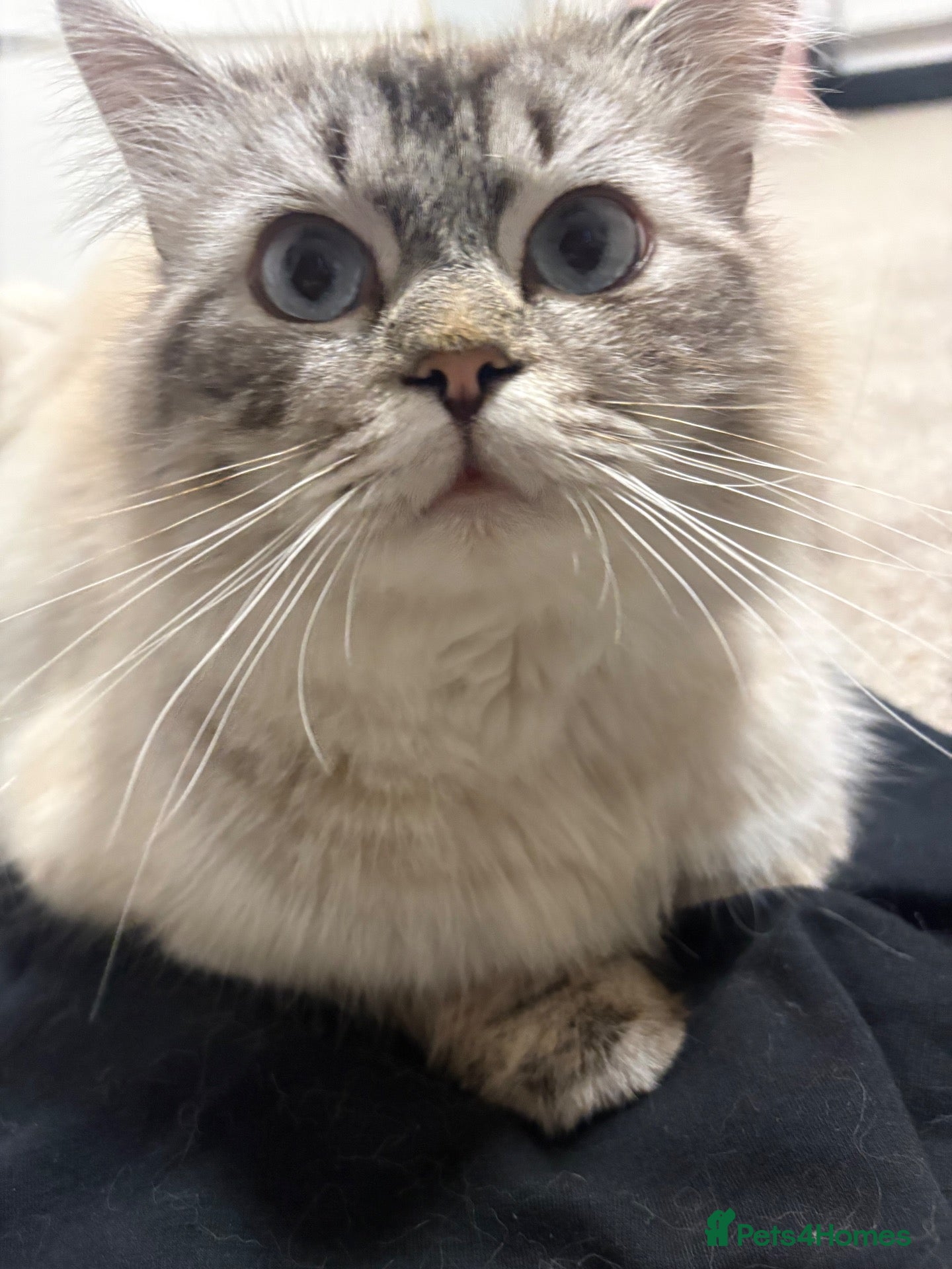 Ragdoll cats Adult male ragdoll x persian - Advert 1