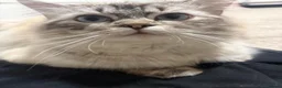 Ragdoll cats for sale: Adult male ragdoll x persian - Advert 1