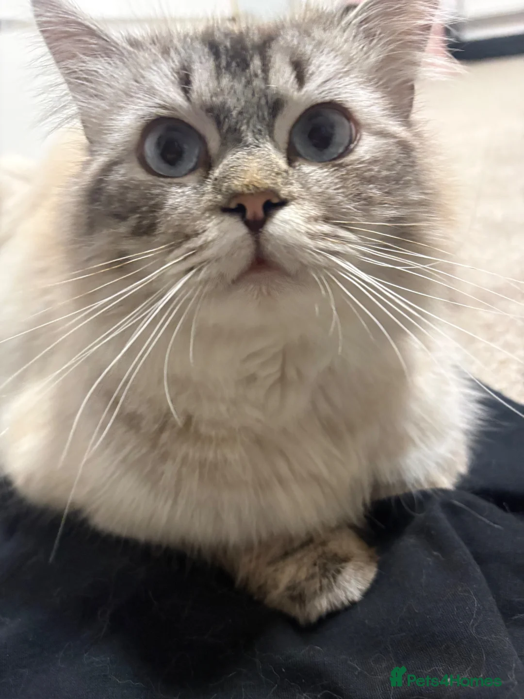 Ragdoll cats for sale: Adult male ragdoll x persian - Advert 1