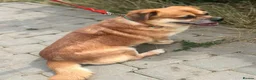 Mixed Breed dogs for adoption: 💙MAXIMILIAN💙: LOVES PEOPLE MORE THAN ANYTHING in Oxford - Advert 9
