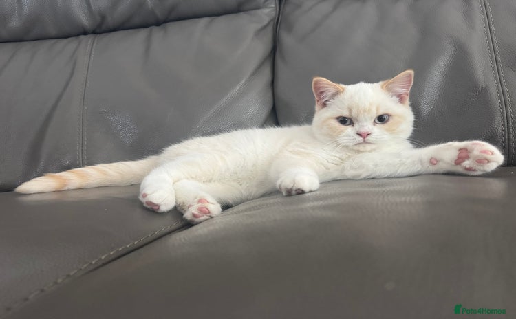 British Shorthair cats - Advert 6