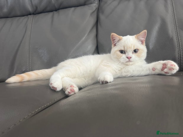British Shorthair cats - Advert 6
