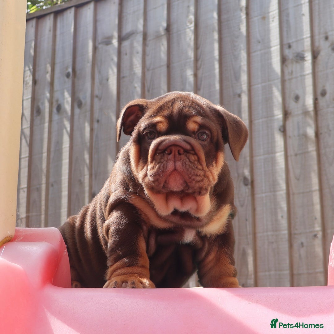 English Bulldog dogs for sale: 2 Gorgeous English Bulldog Pups 🩷 - Image 12