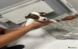 Jack Russell dogs for sale: 5 jack Russel puppies  - Image 5