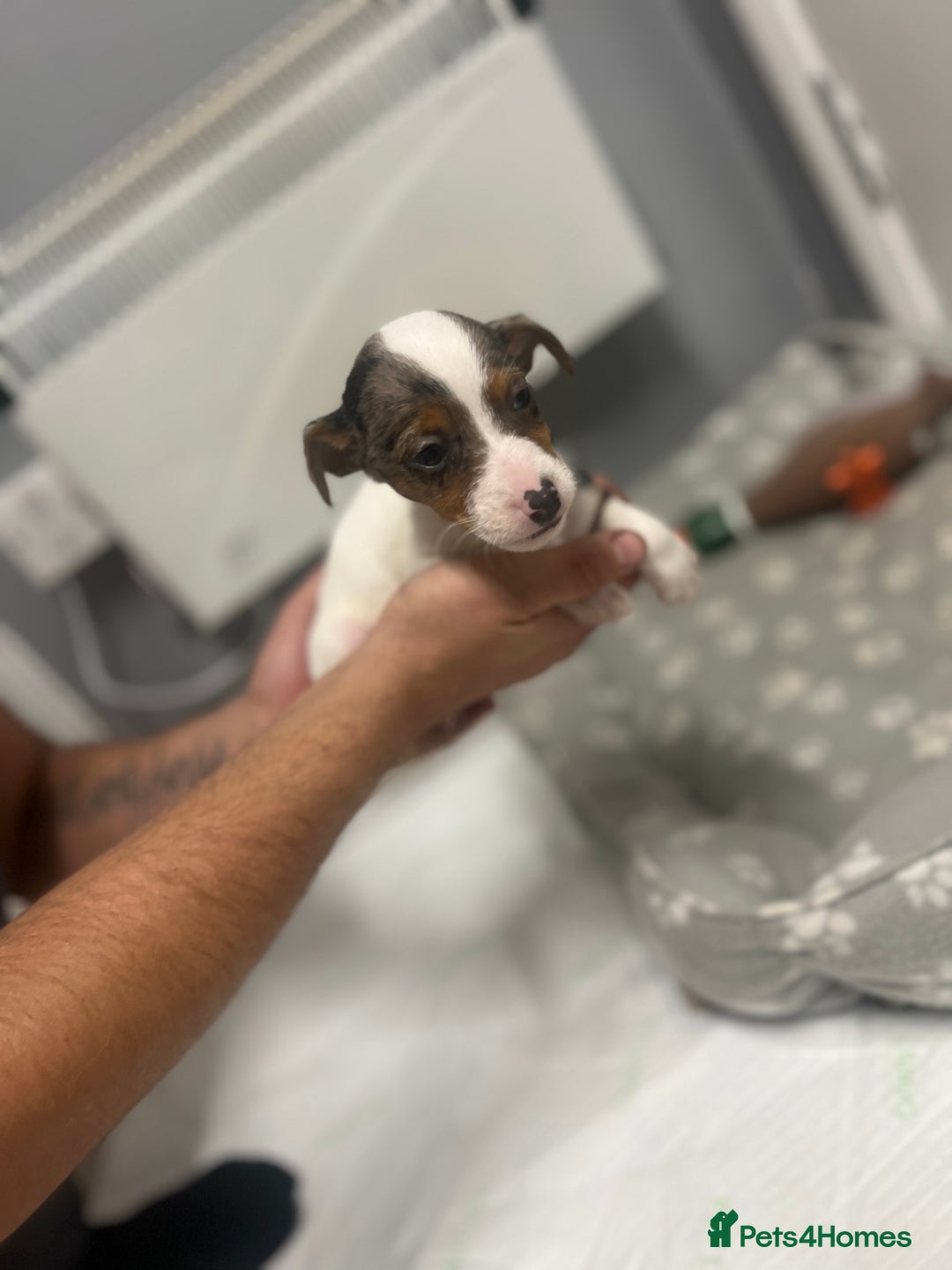 Jack Russell dogs for sale: 5 jack Russel puppies  - Image 5