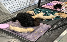Cockapoo dogs for sale: Cockapoo puppies  - Image 12