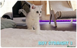 Scottish Fold cats for sale: Scottish Fold Kittens (Delivery  available) - Image 14