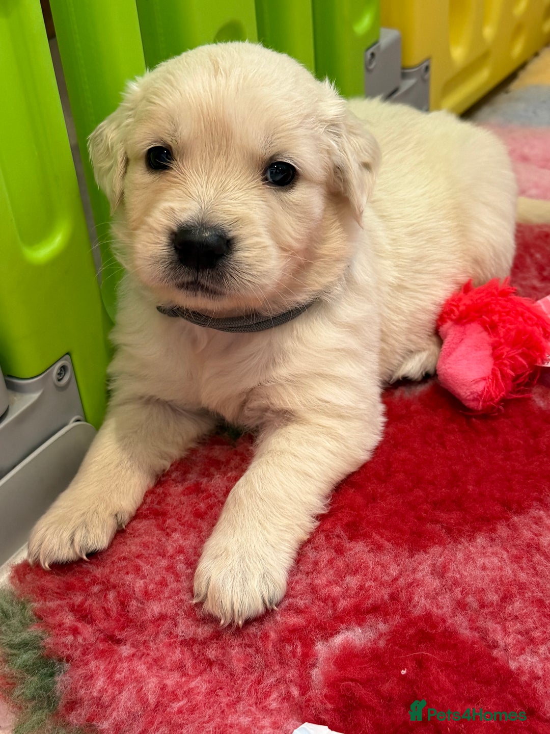 Golden Retriever dogs for sale: Exceptional litter of kc healthy golden retrievers - Image 15