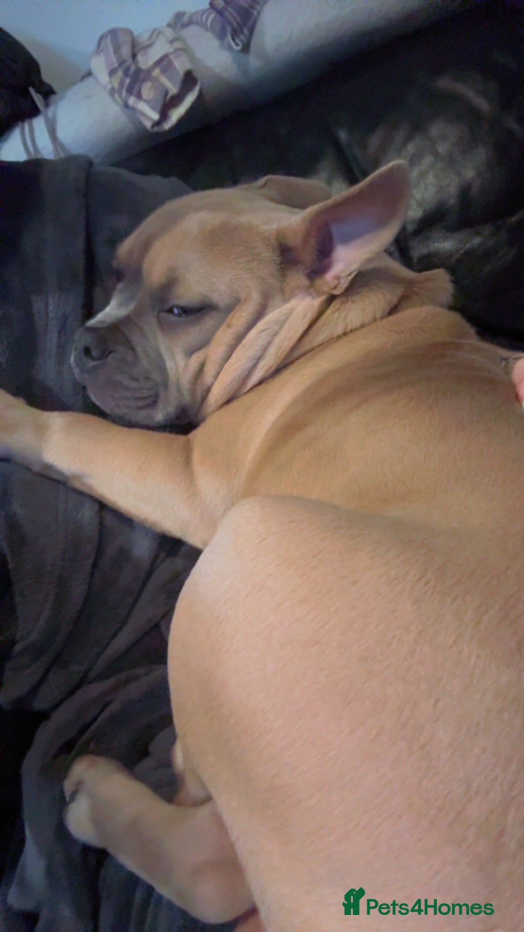 Mixed Breed dogs for sale: Pocket bully pup - Image 2