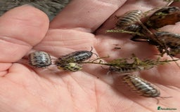 Isopods invertebrates for sale: inverts  - Image 11