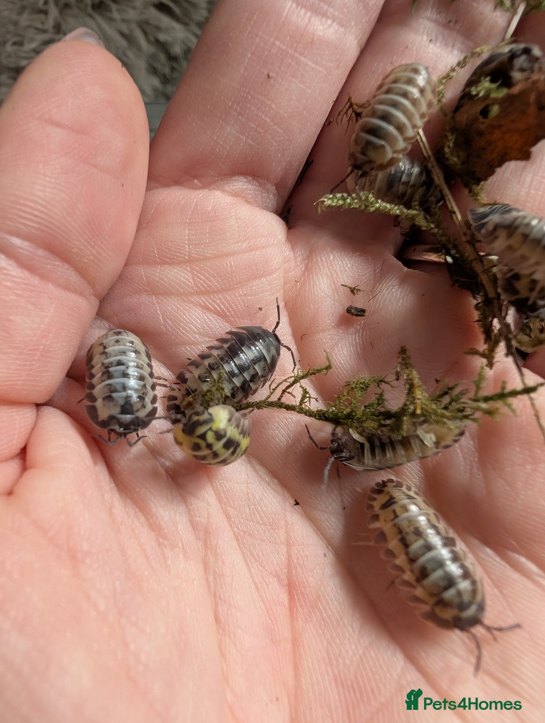 Isopods invertebrates for sale: inverts  - Image 11