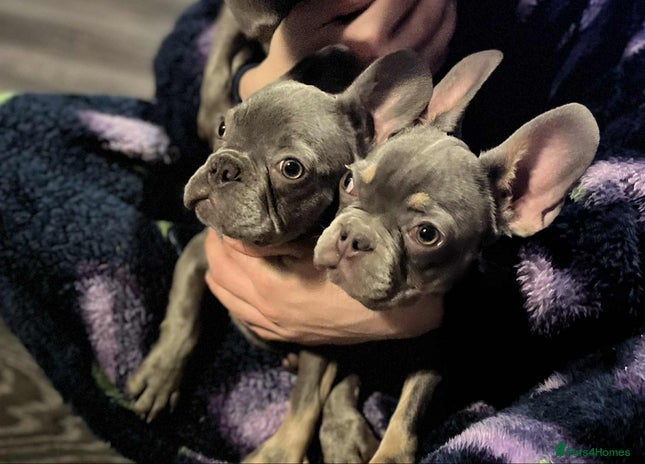 French Bulldog dogs - Advert 1