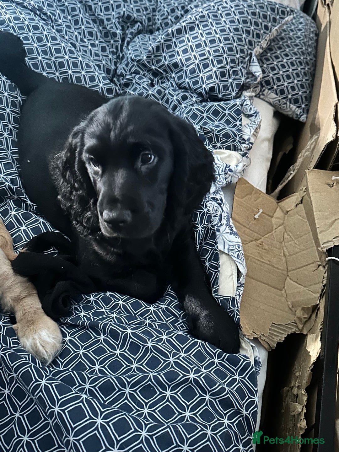 Cocker Spaniel dogs for sale: Working Cocker Spaniel Puppies - Advert 10