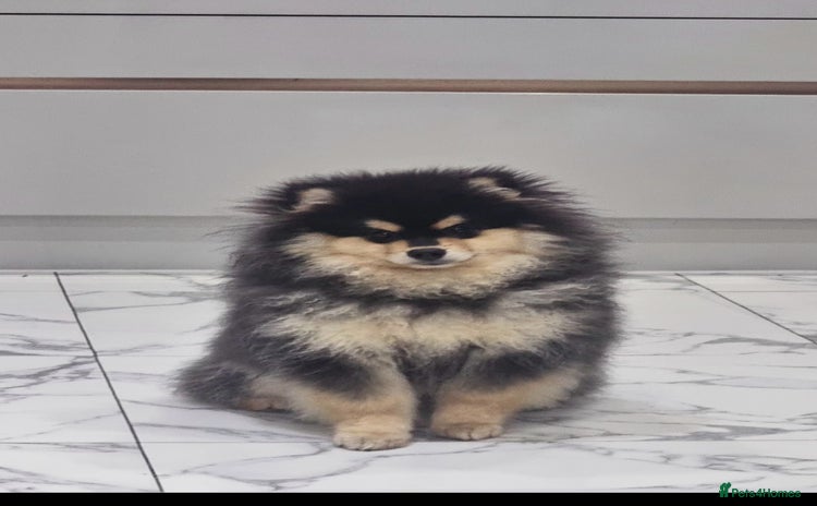 Pomsky dogs - Advert 1