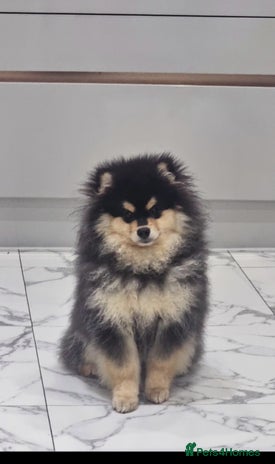 Pomsky dogs - Advert 3