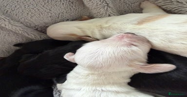 Australian Labradoodle dogs - Advert 5