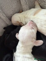 Australian Labradoodle dogs - Advert 8