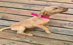 Labrador Retriever dogs for sale: Labrador Fox red  - Image 8