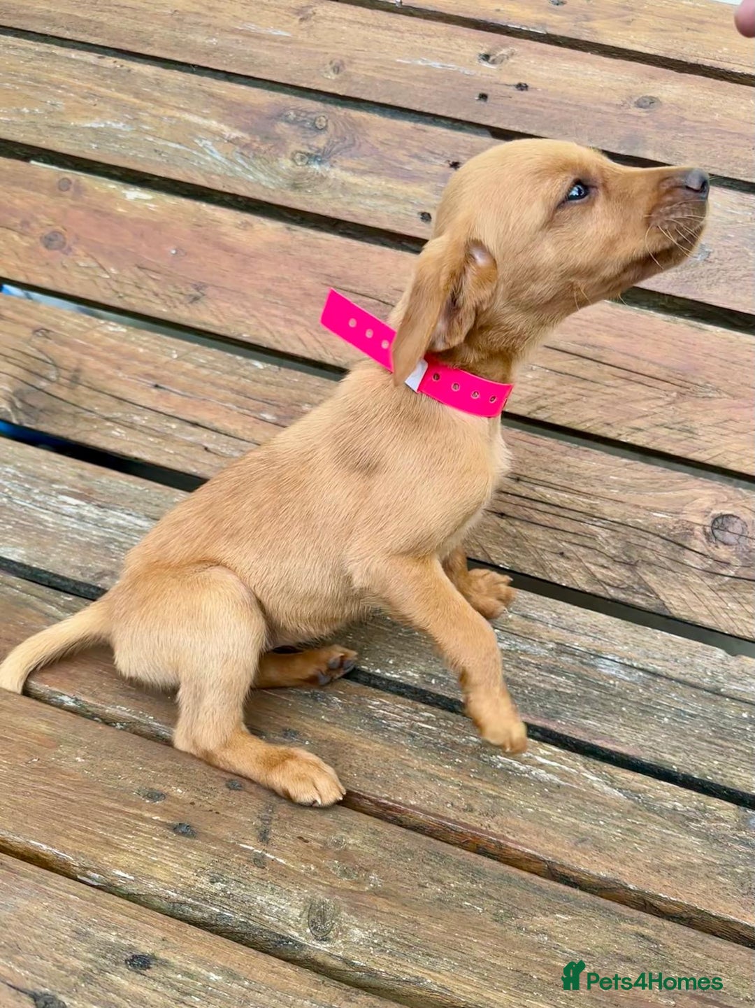 Labrador Retriever dogs for sale: Labrador Fox red  - Image 8