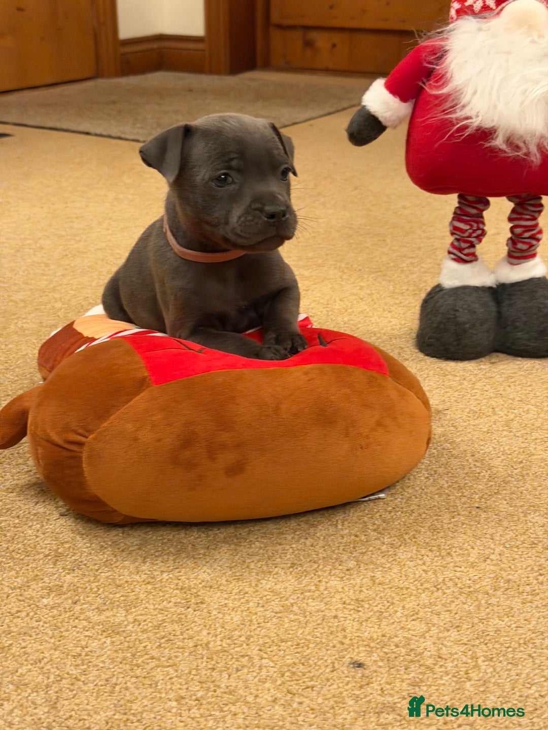 Staffordshire Bull Terrier dogs for sale: KC Registered/Health Tested Blue SBT Puppies - Advert 24