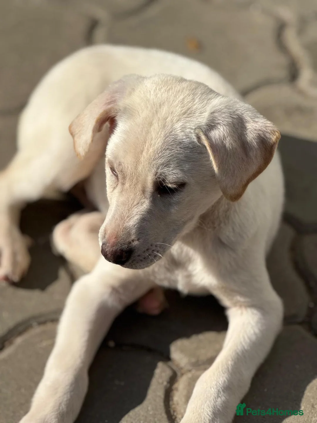 Mixed Breed dogs for adoption: 🐾 JACK – Gentle Soul with the Sweetest Eyes - Advert 12