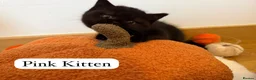 British Shorthair cats for sale: 3 Beautiful Autumn Coloured Kittens🤎🍂 - Advert 17